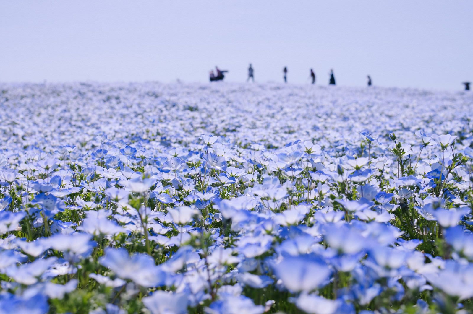 ひたち海浜公園のネモフィラ